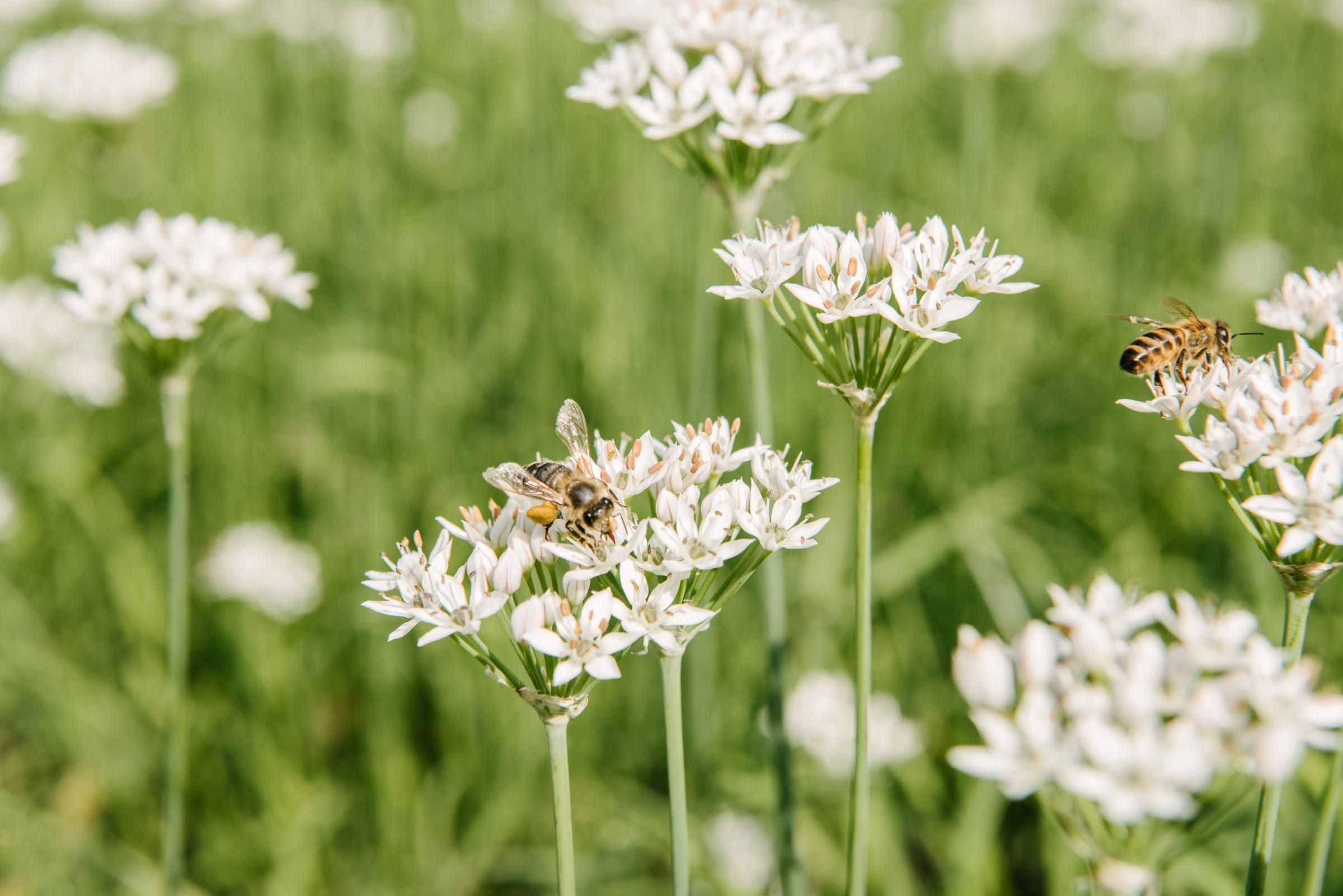 Bees foraging on white allium flowers