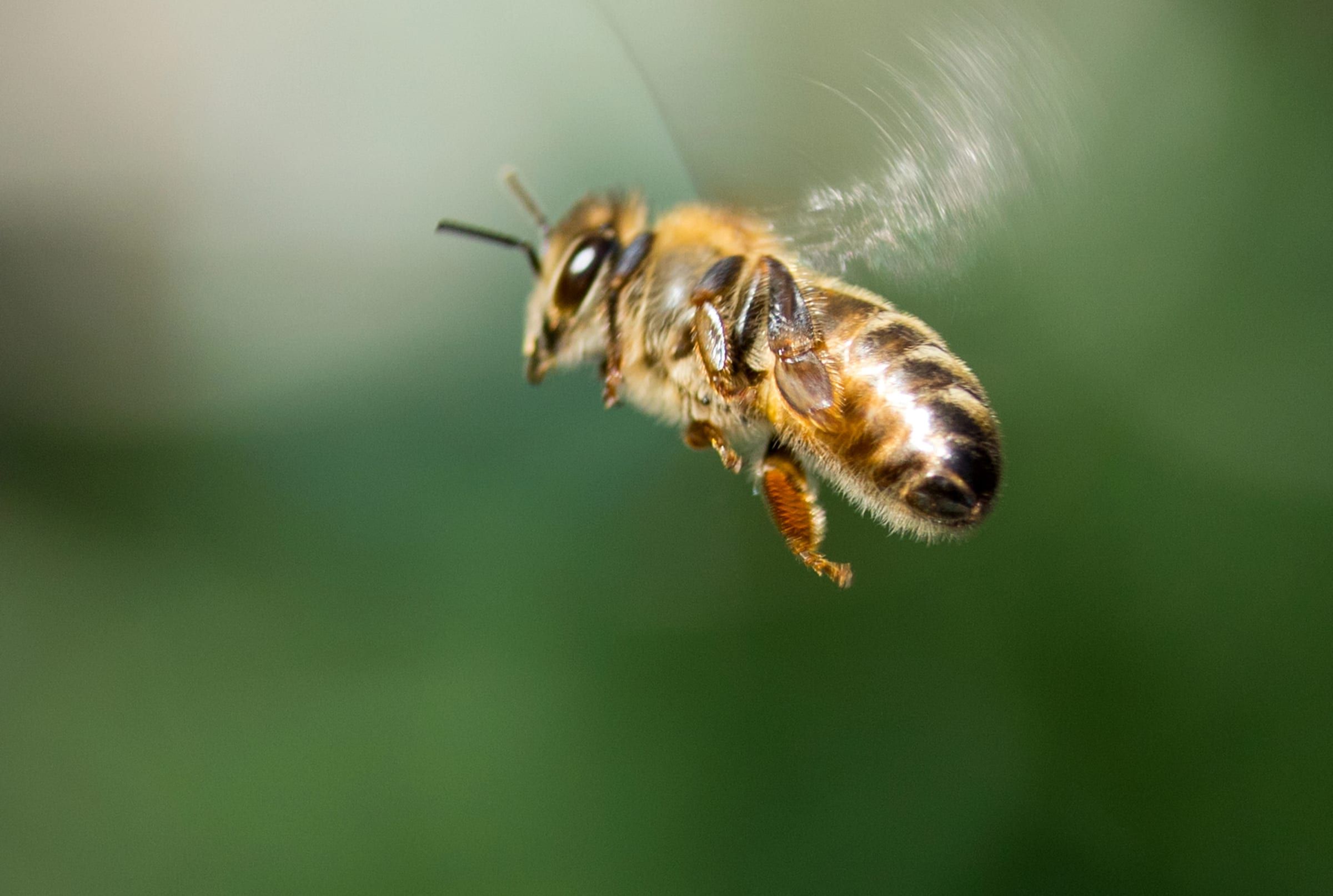 Honey bee in flight carrying pollen loads