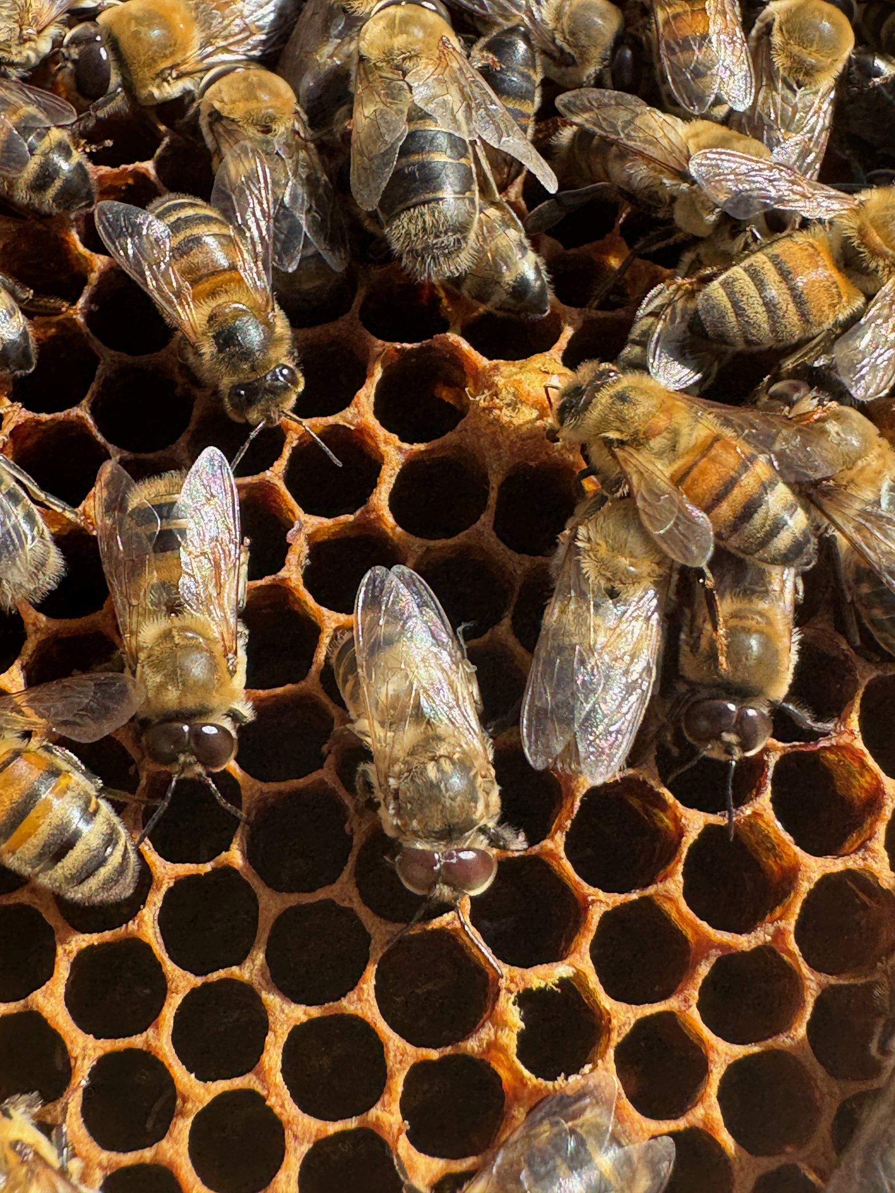Close-up of bees on honeycomb cells