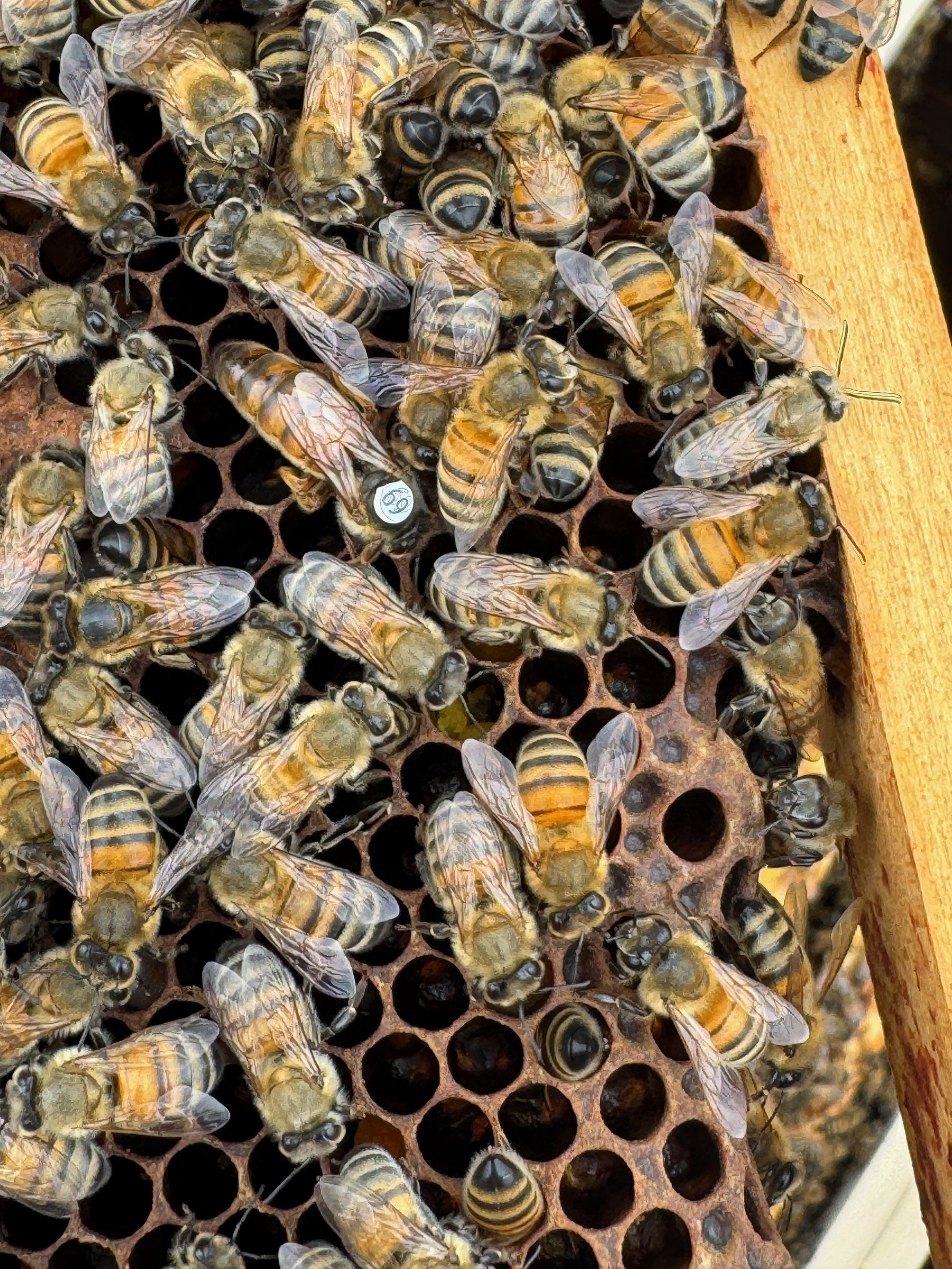Bees on a wooden hive frame