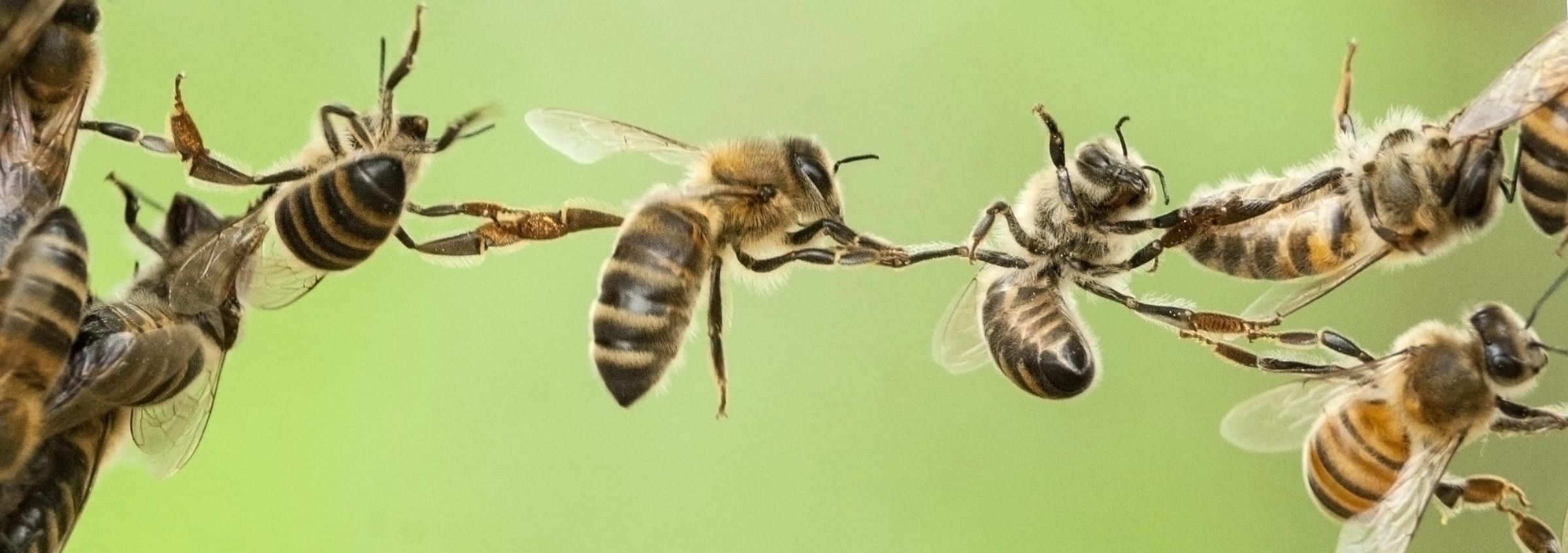 Bees hanging from each other in a festooning chain