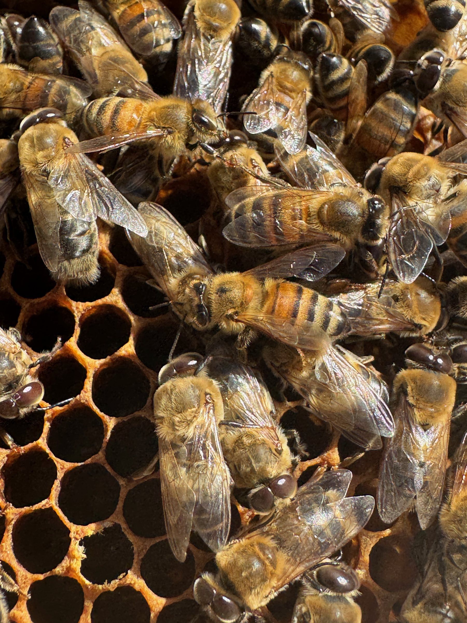 Worker bees on a honeycomb