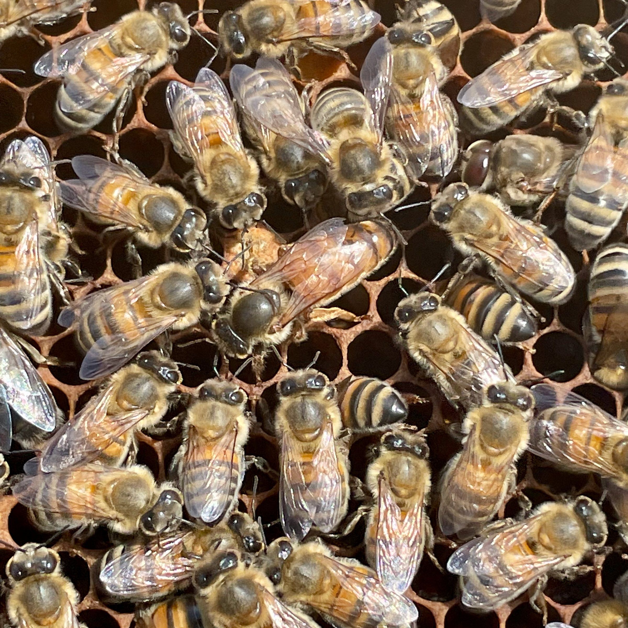 Close-up of bees on a beeswax comb