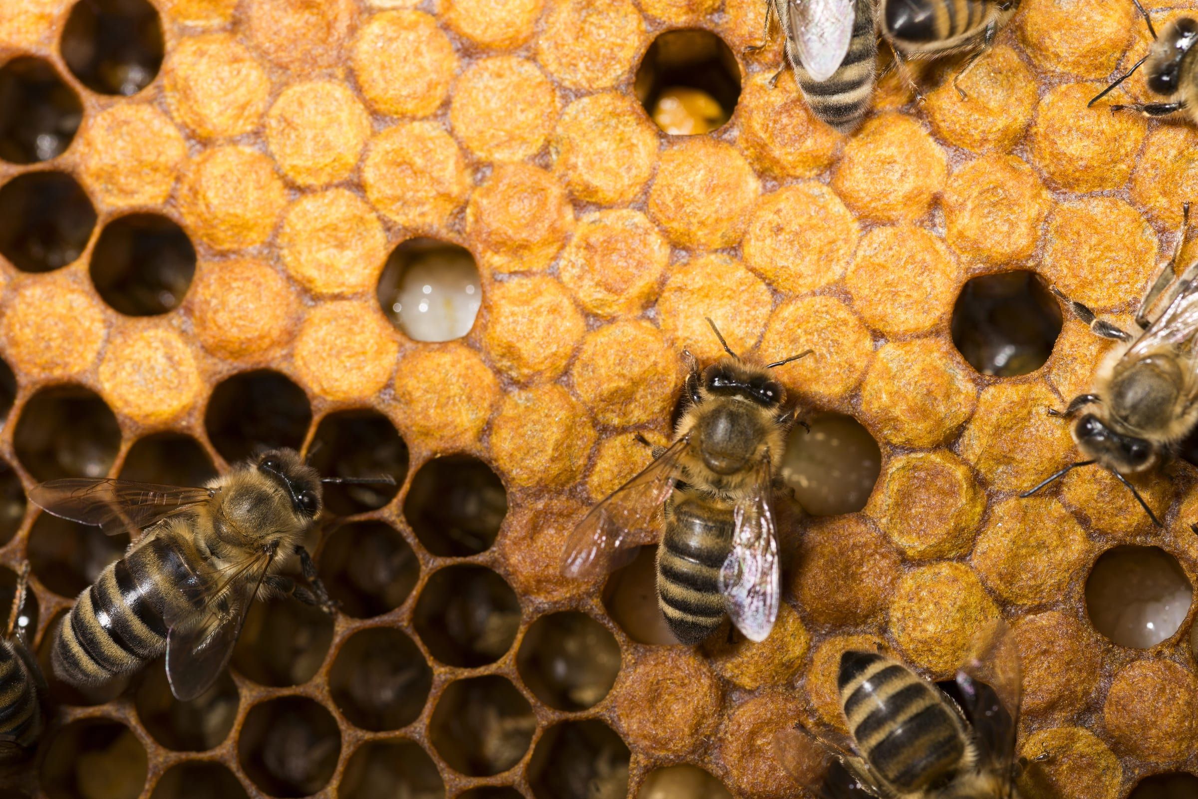 Bees on capped brood, where varroa mites breed