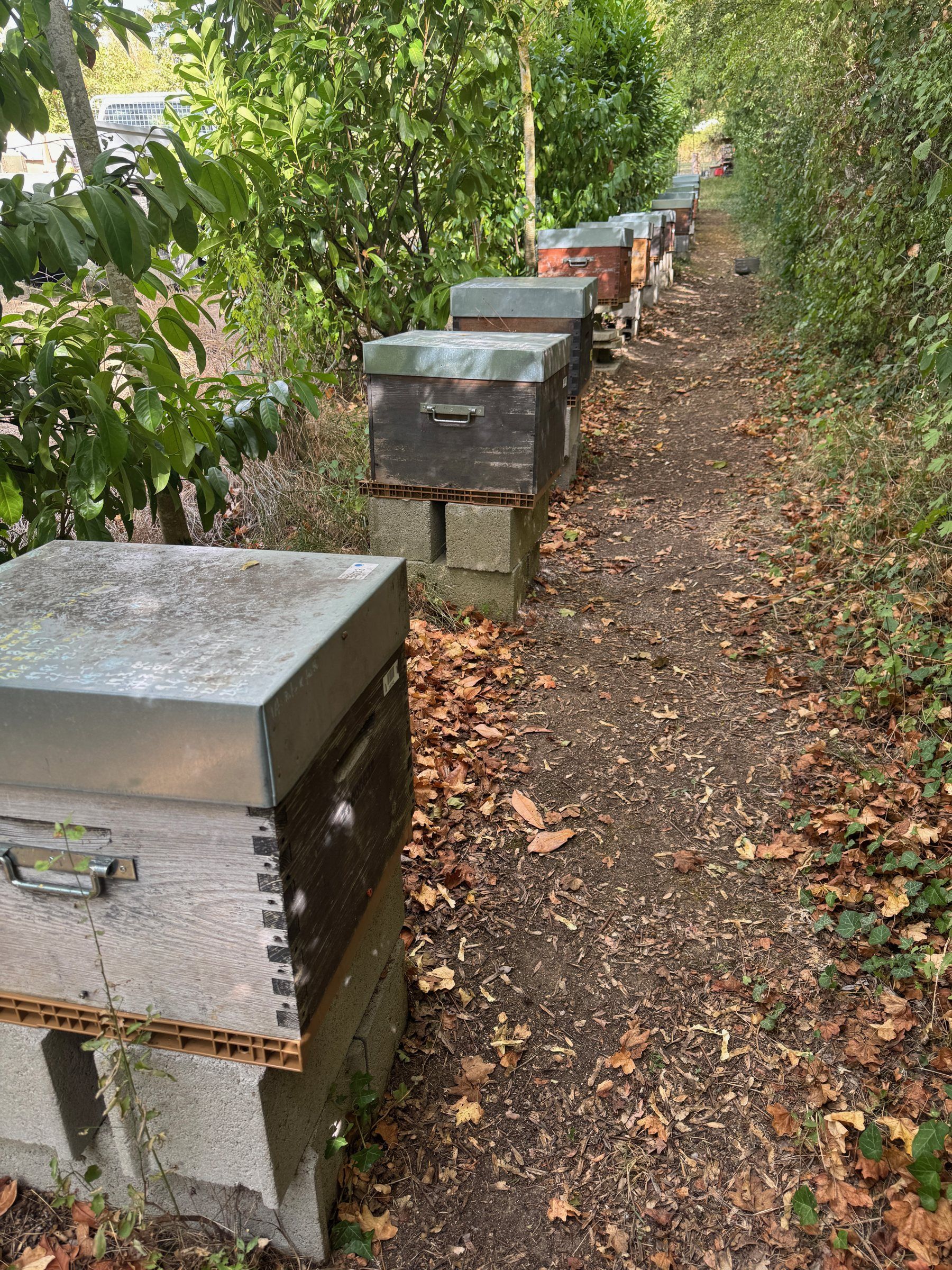 Row of beehives at the edge of a wood