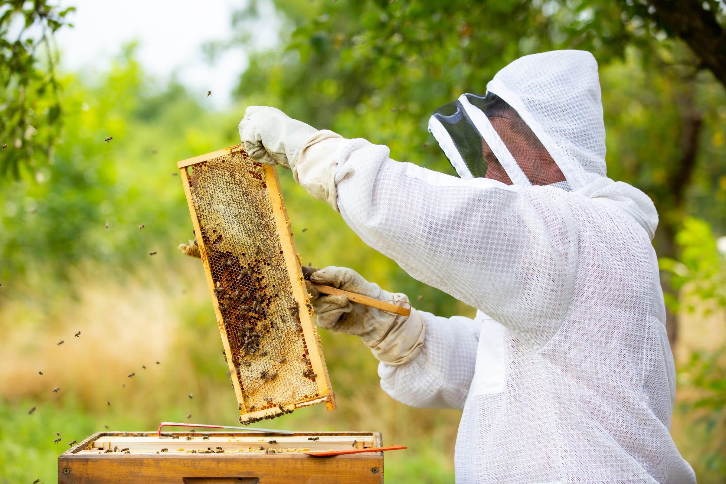 Beekeeper in a bee suit lifting a frame from a hive