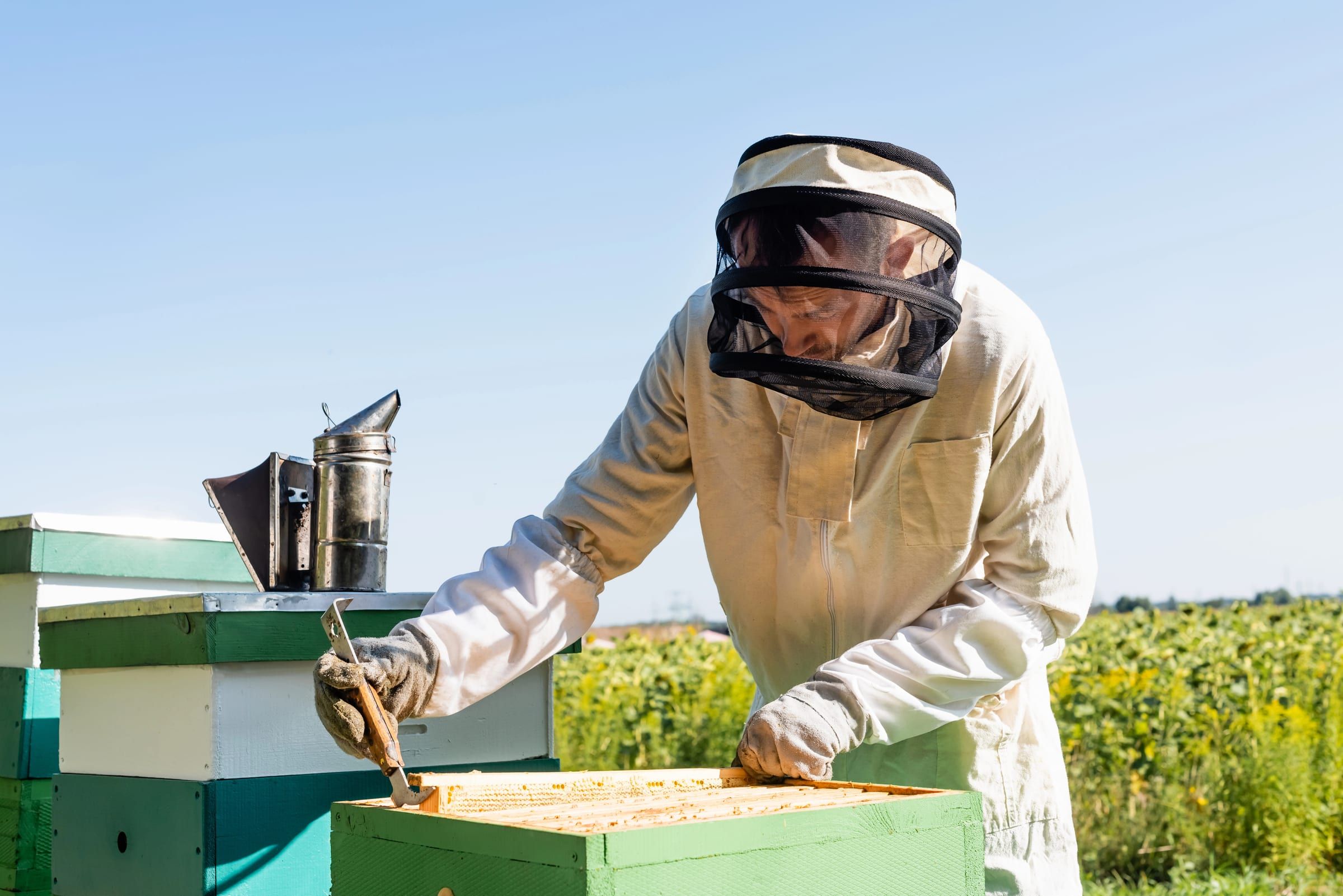 Beekeeper with a smoker opening a hive next to a sunflower field