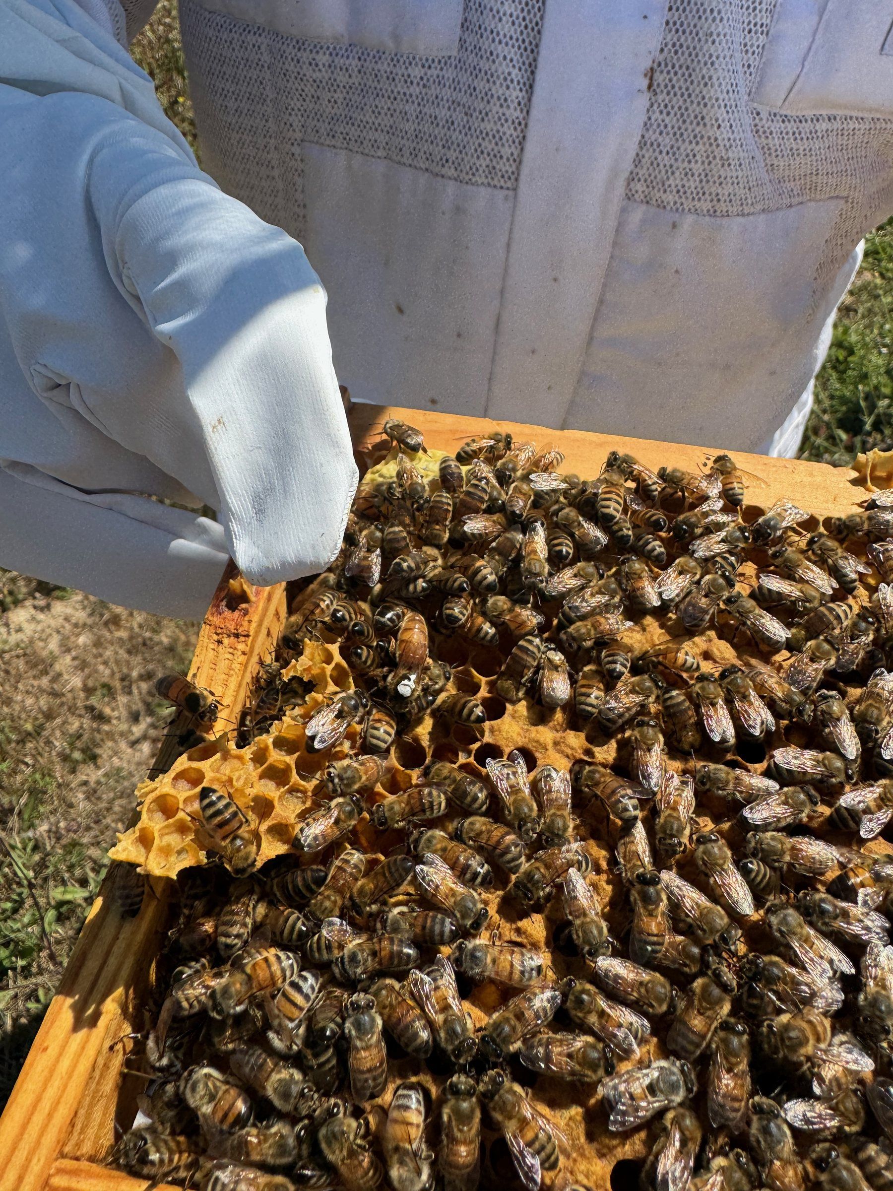 Beekeeper in a bee suit holding a frame covered with bees