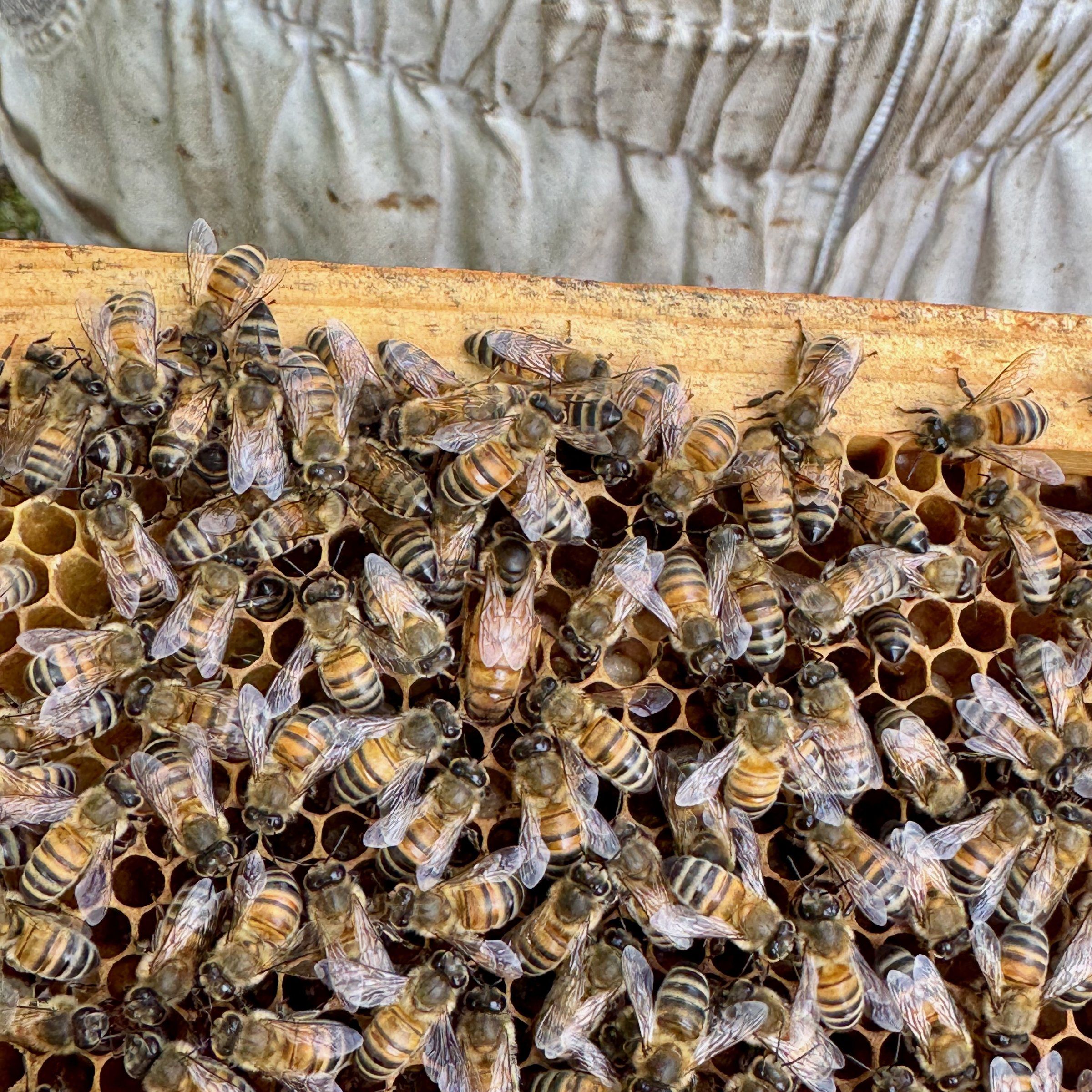 Hive frame covered with bees held by a beekeeper