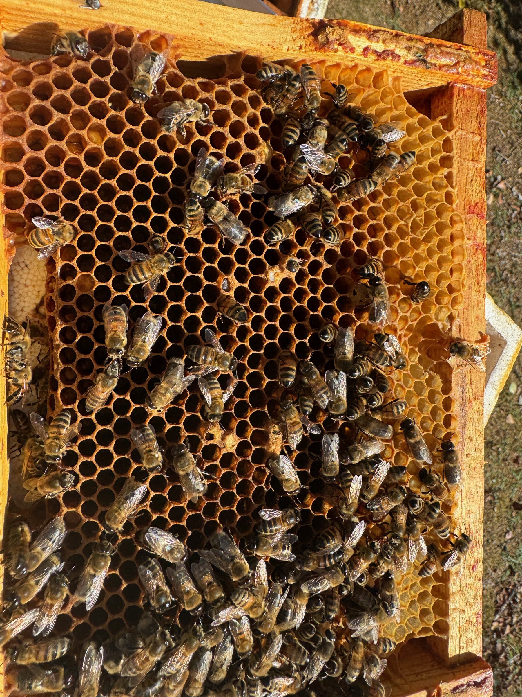 Frame of drawn beeswax comb covered with bees