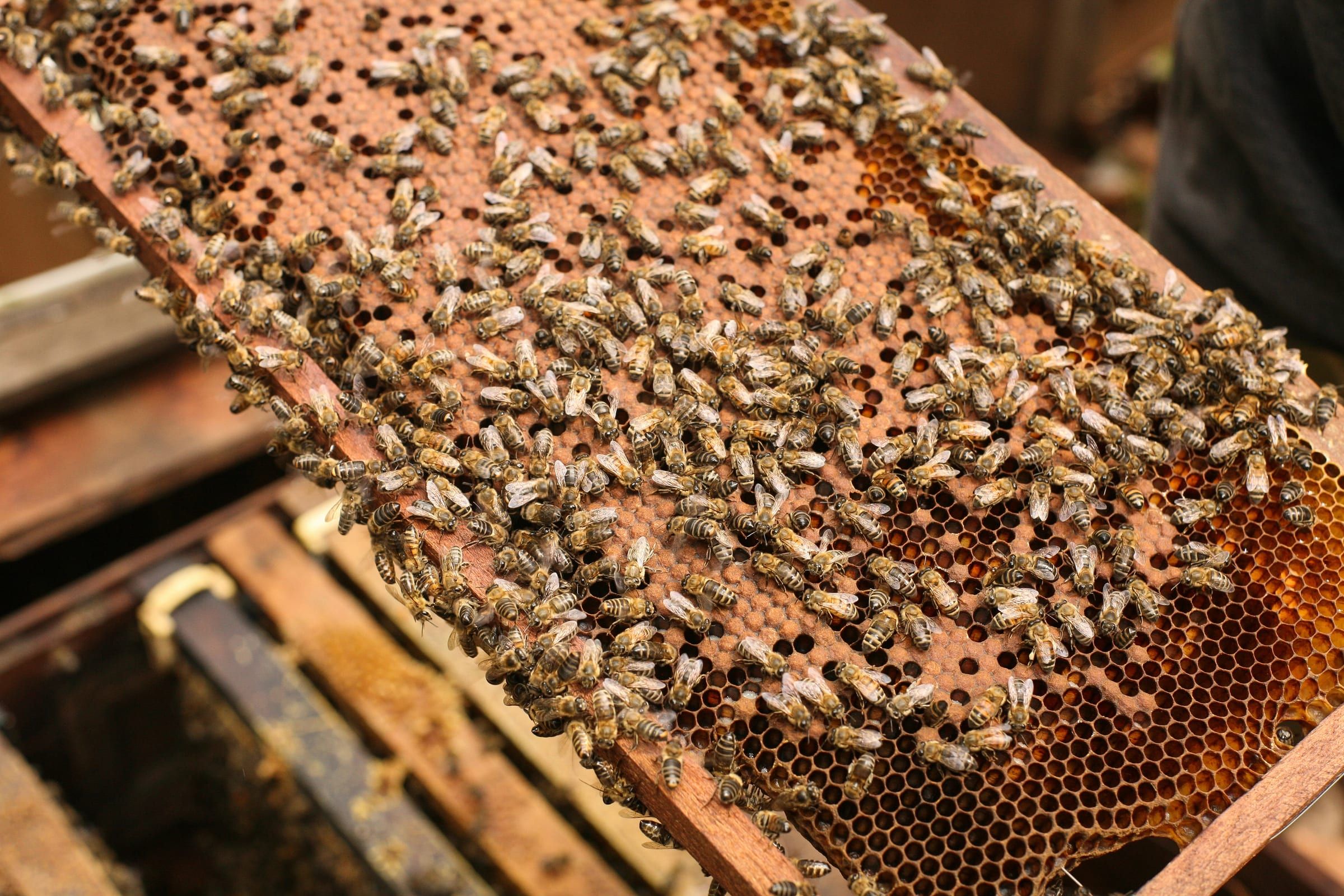 Brood frame covered with bees, lifted from the hive