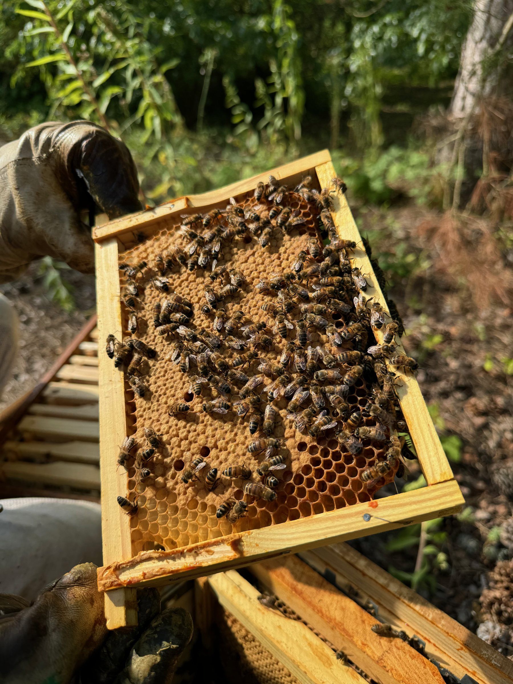 Hive frame covered with bees in a woodland apiary