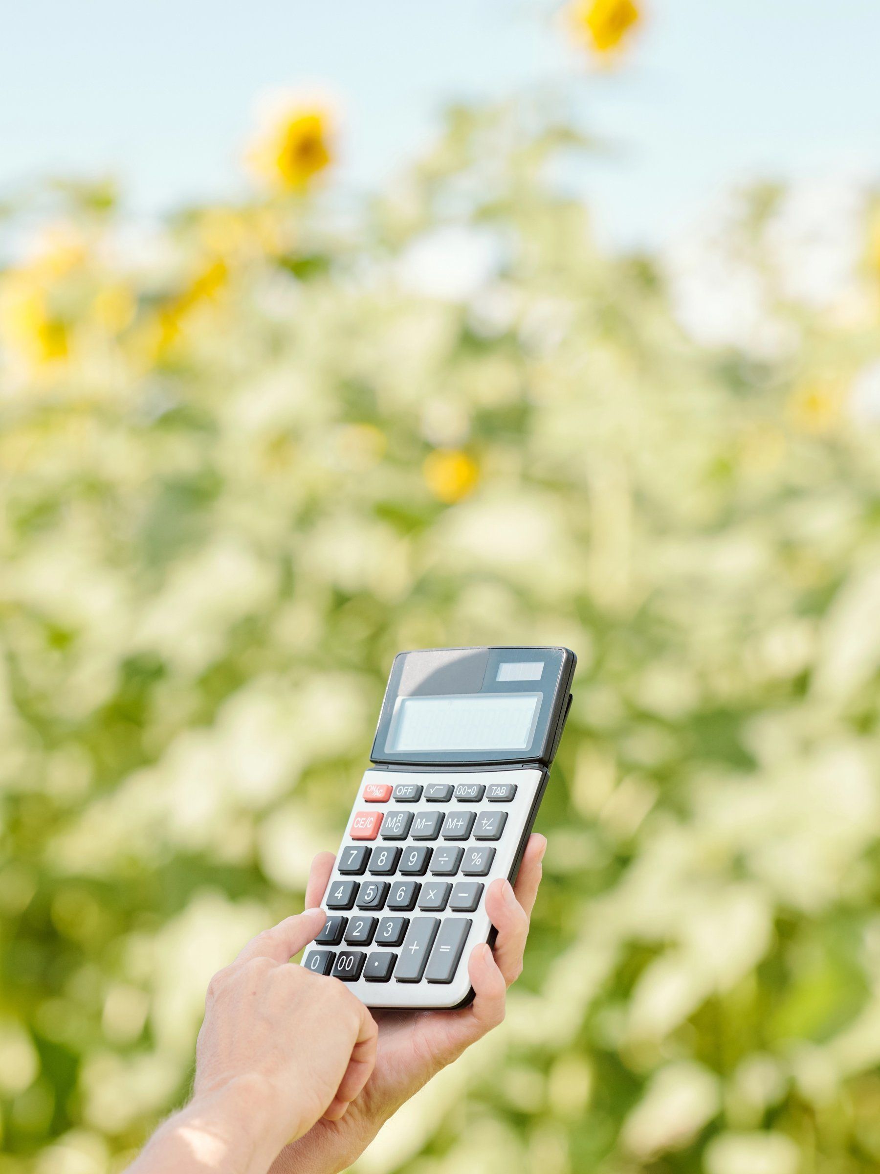 Calculator held in front of a field of sunflowers in bloom