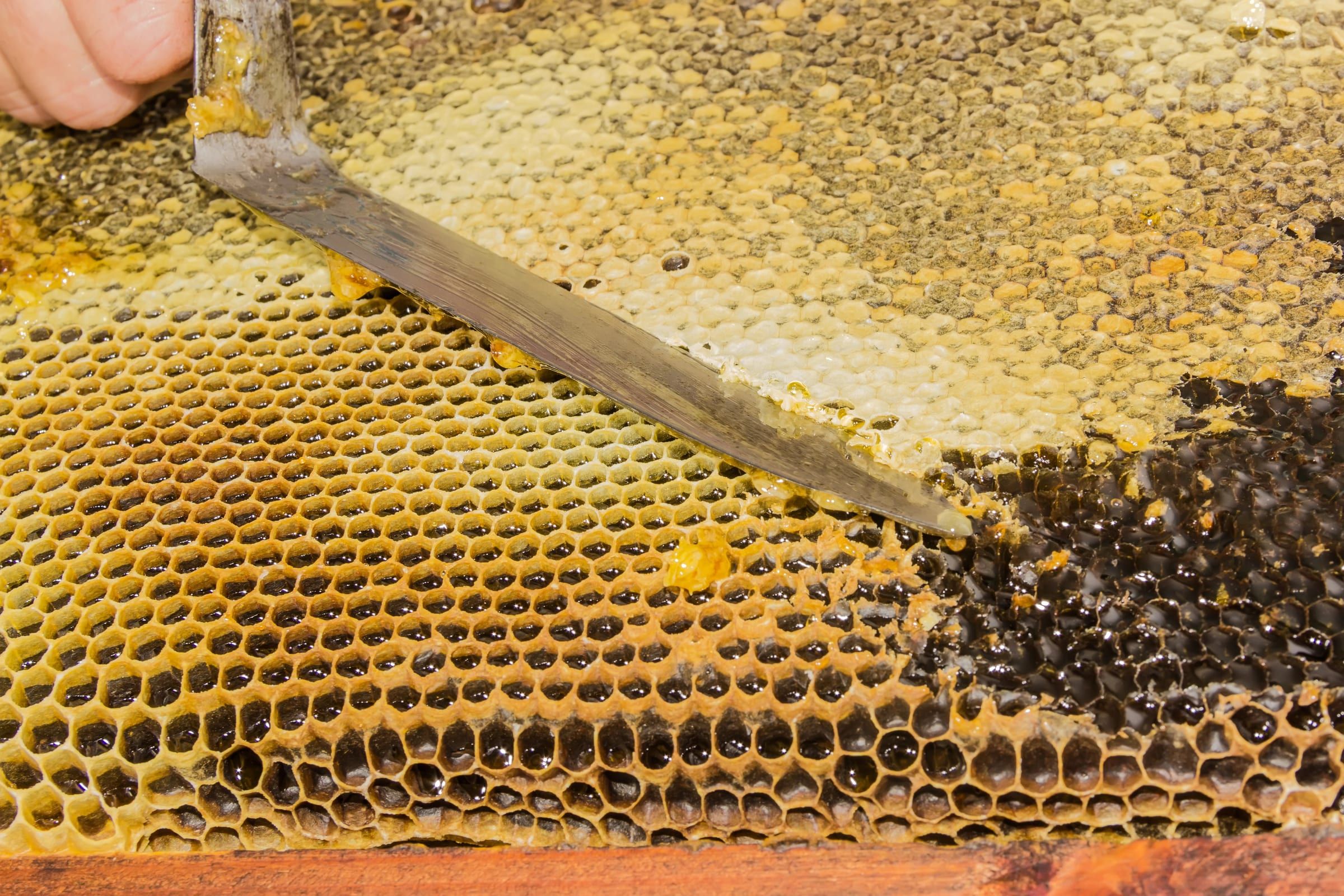 Uncapping a frame of honey with a knife