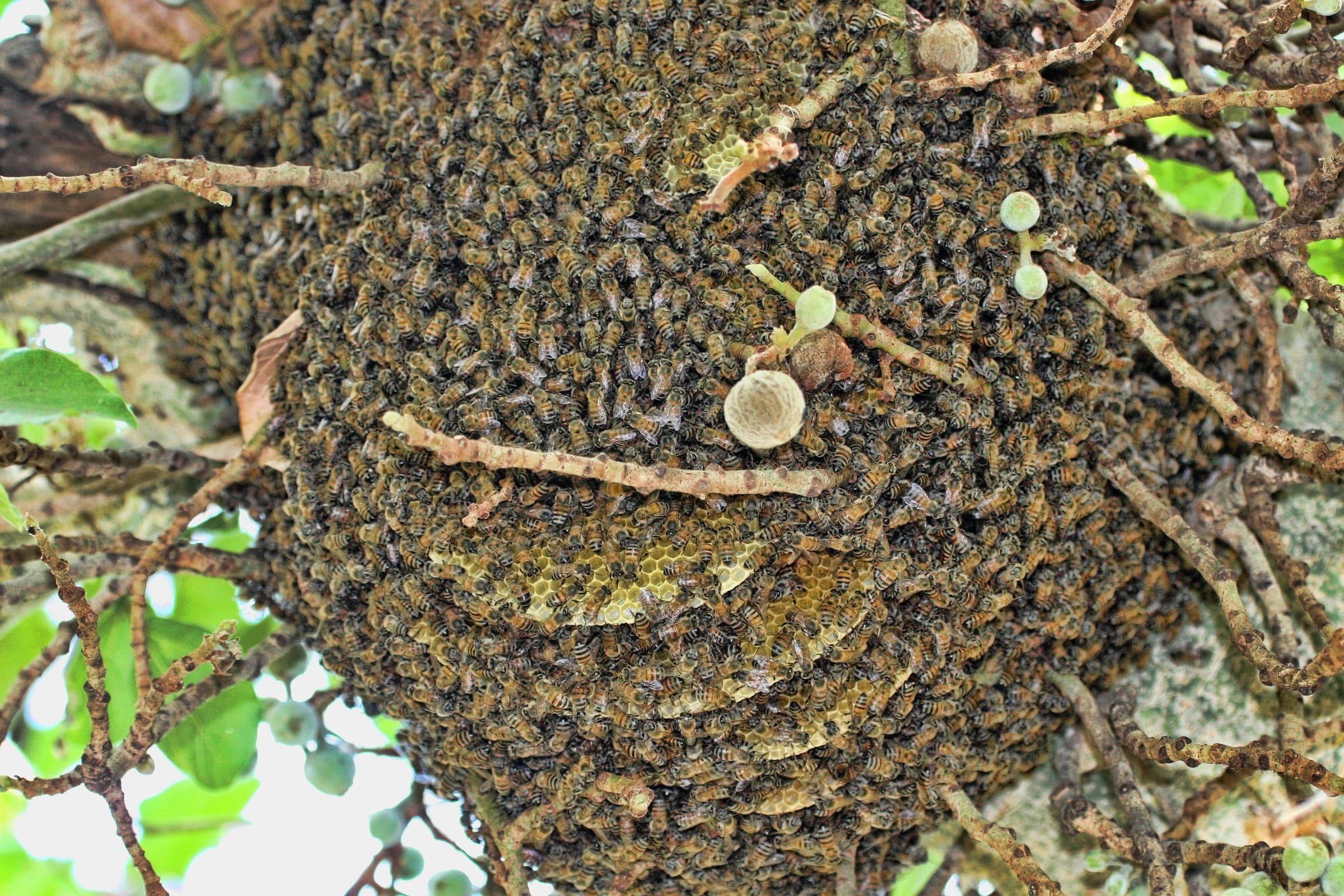 Swarm of honey bees hanging in a tree