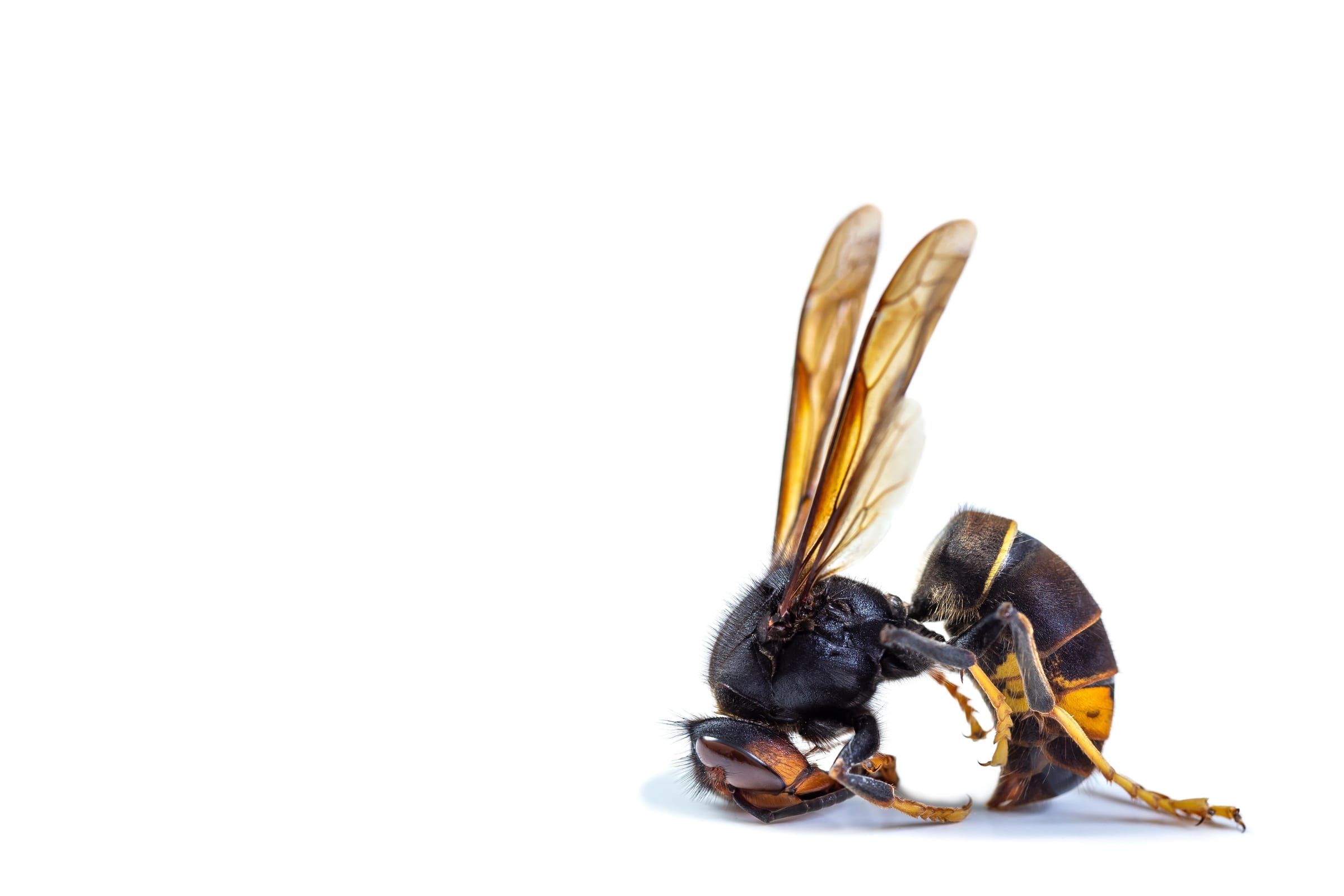 Yellow-legged hornet (Vespa velutina)