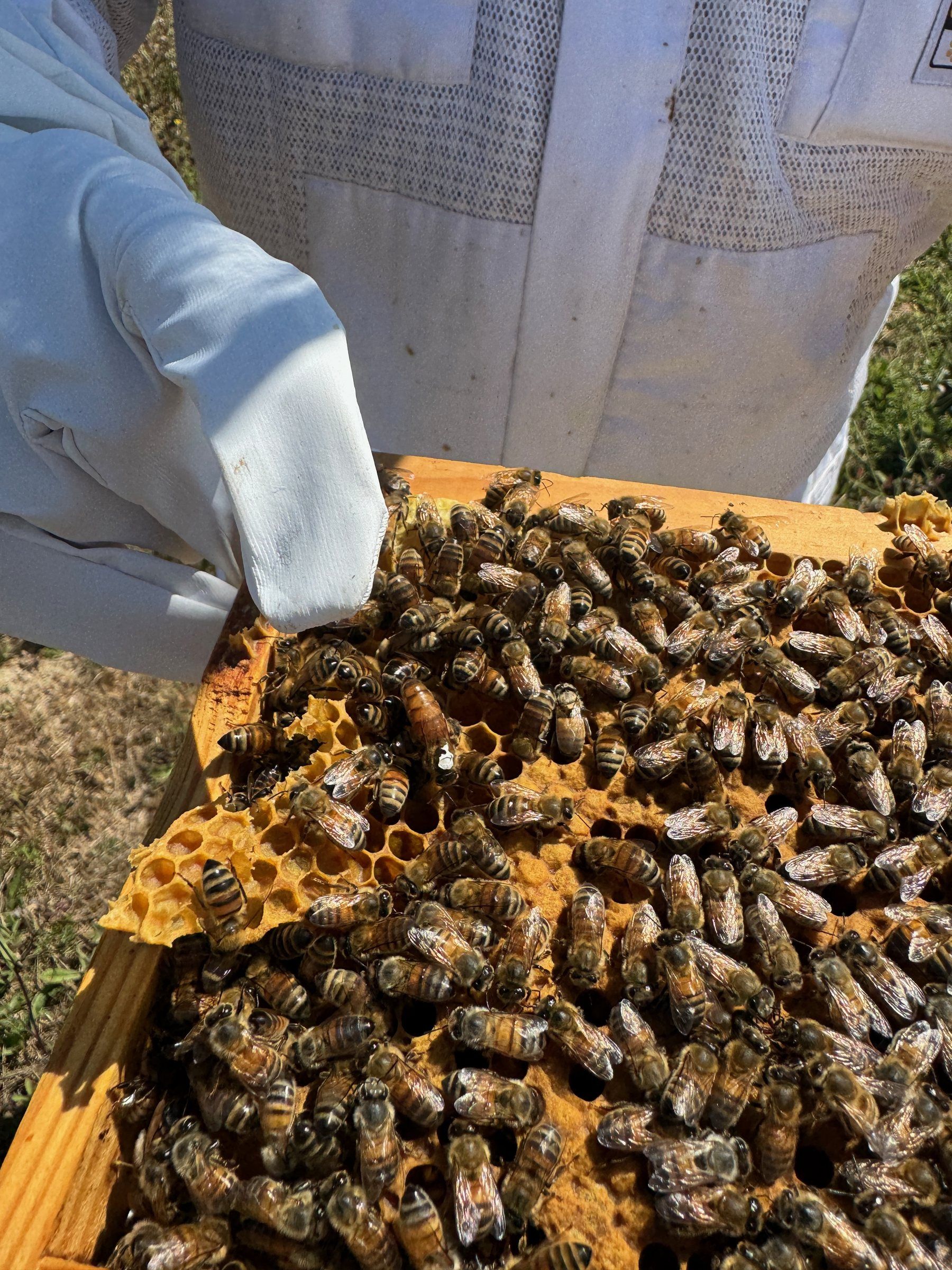 Beekeeping gloves and suit used to handle a frame