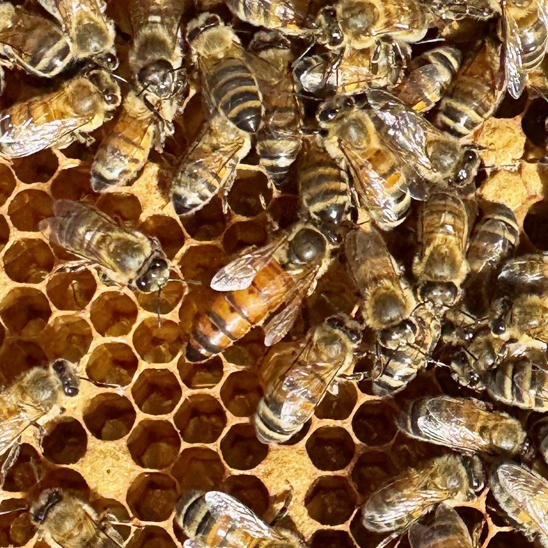 Capped honey on a hive frame