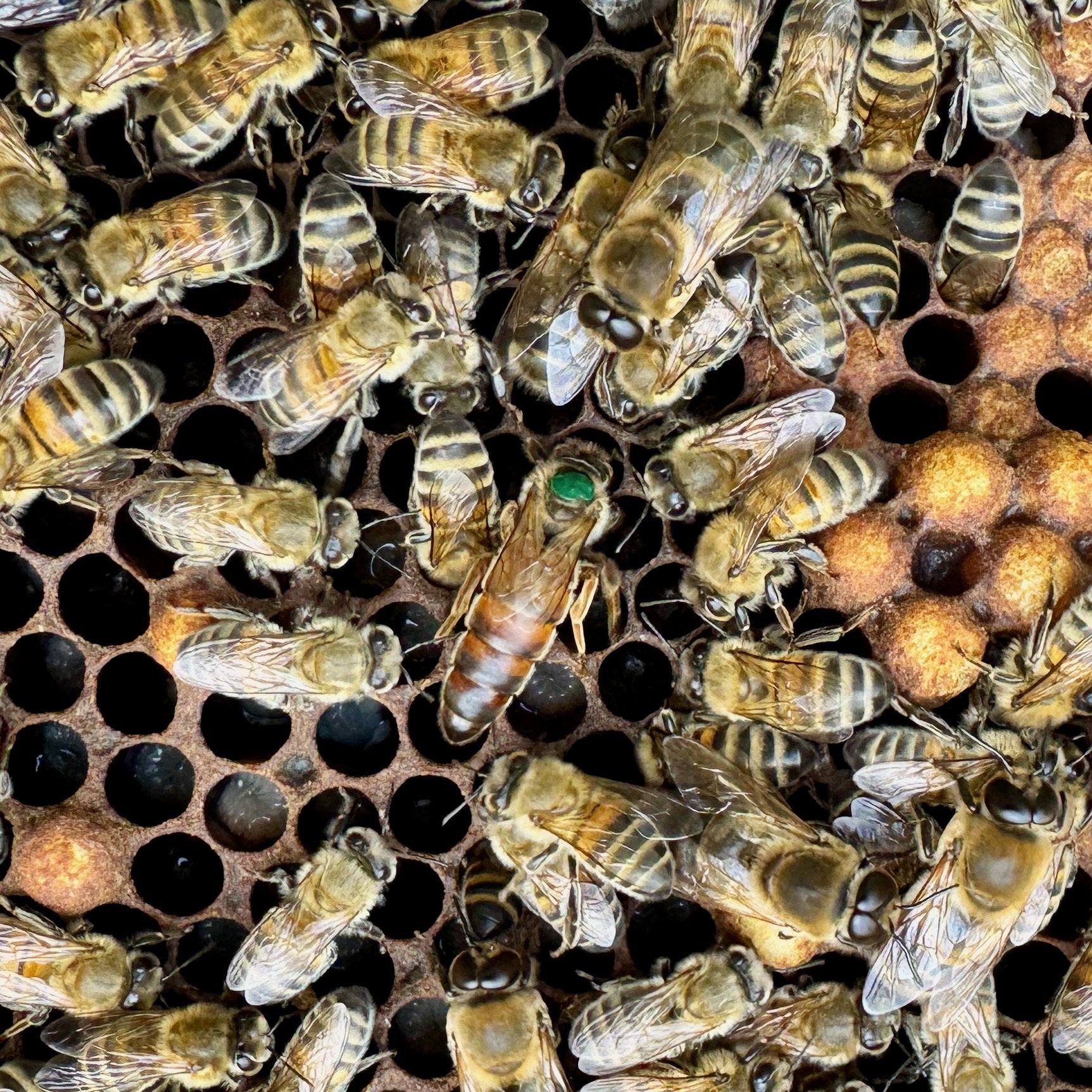 Queen bee with a green mark next to capped brood