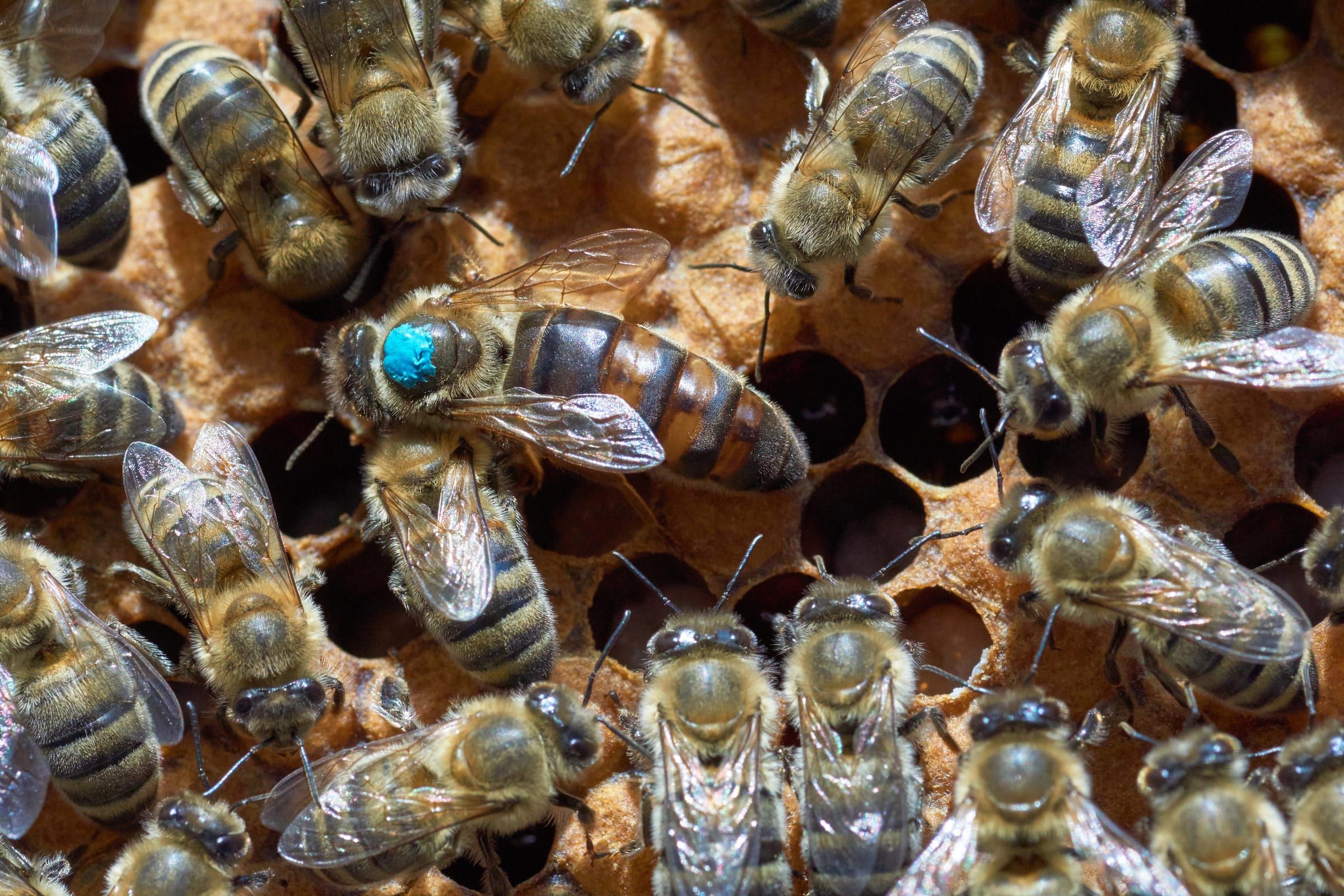 Queen bee with a blue mark among her workers