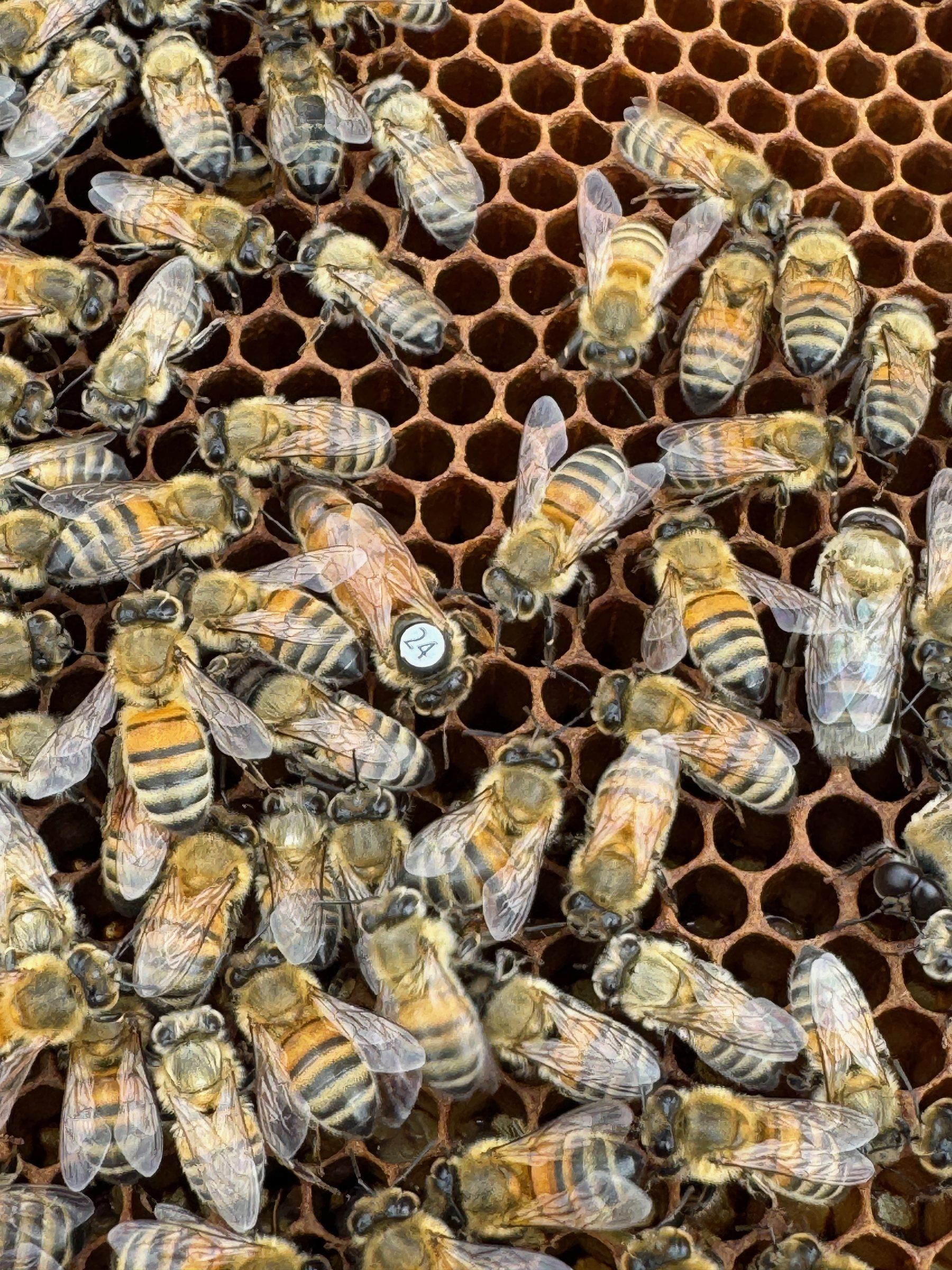 Marked queen bee among workers on a frame