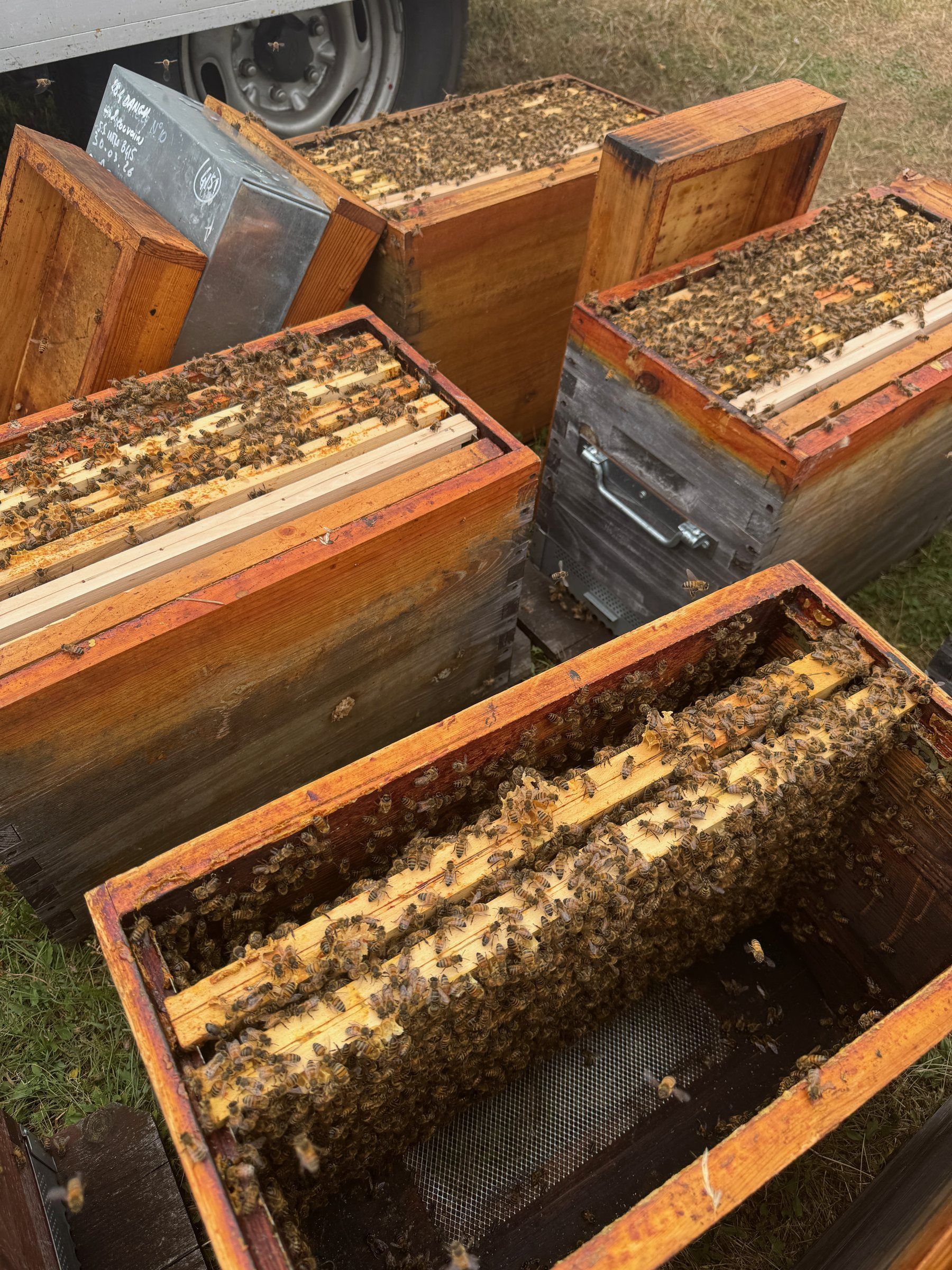 Open brood box with frames covered with bees