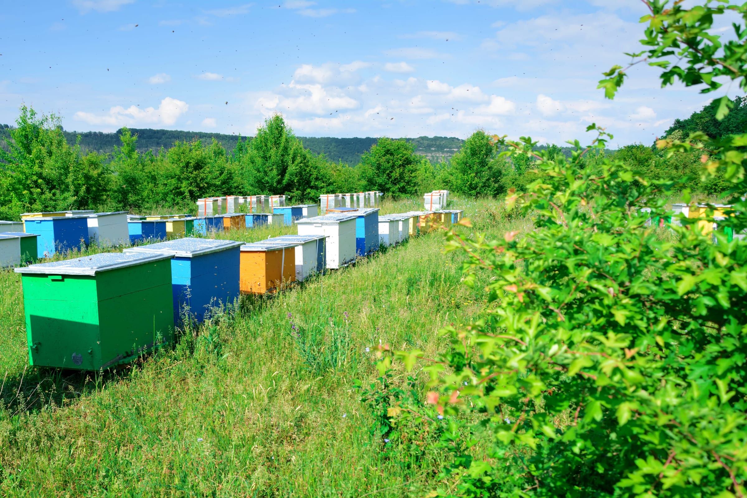 Apiary of brightly painted beehives lined up in the countryside