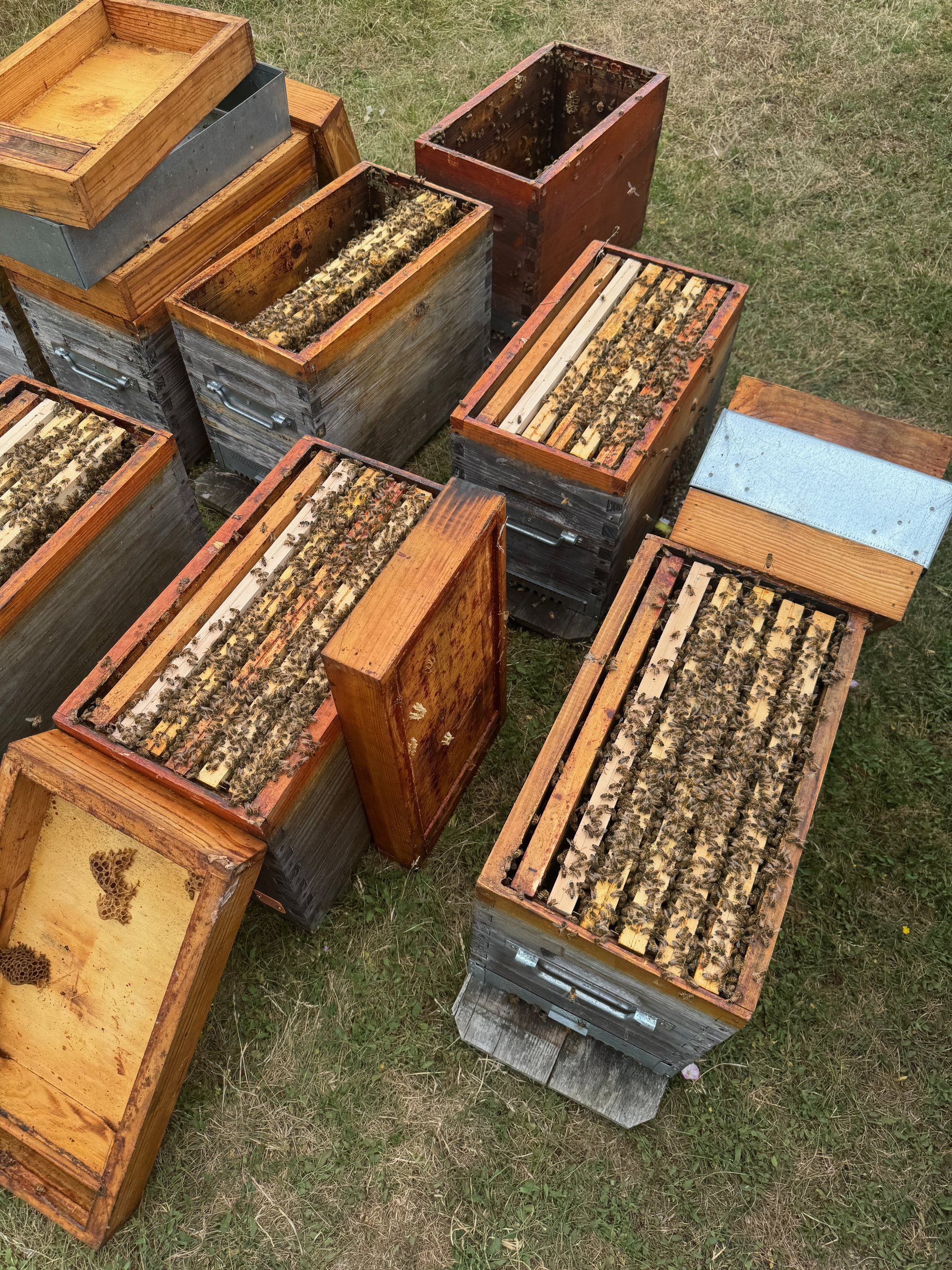 Beehives set out in a meadow