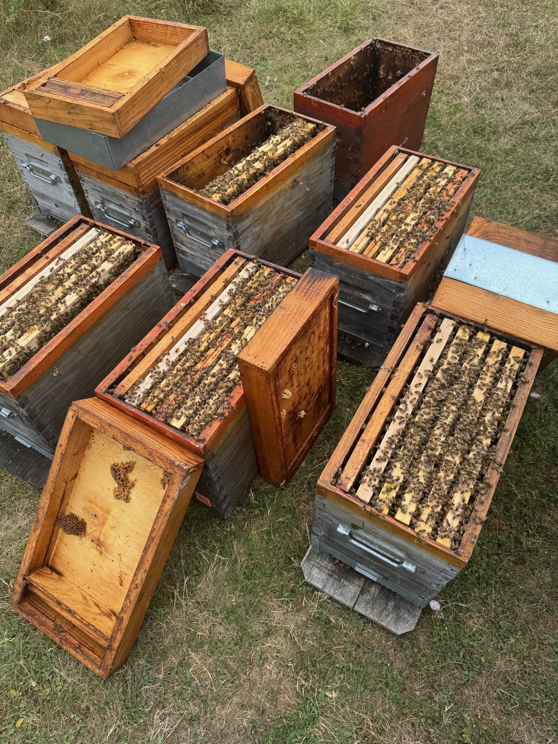 Open beehives in an apiary, frames covered with bees